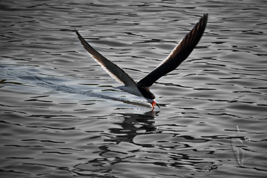 _MG_5644 Black Skimmer 012-Edit-2