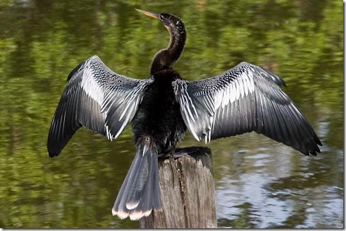 Anhinga-1