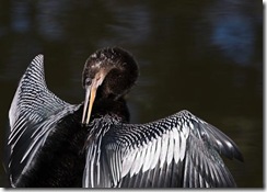 Anhinga-2