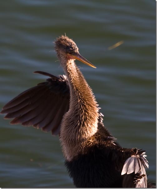Anhinga-3