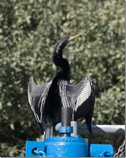 Anhinga-4