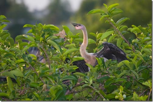 Anhinga-5