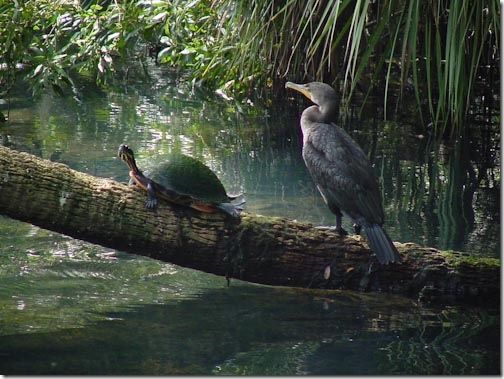 Cormorant-1