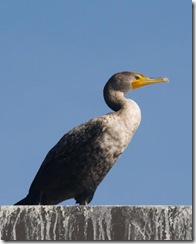 Cormorant-10