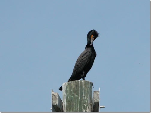 Cormorant-3
