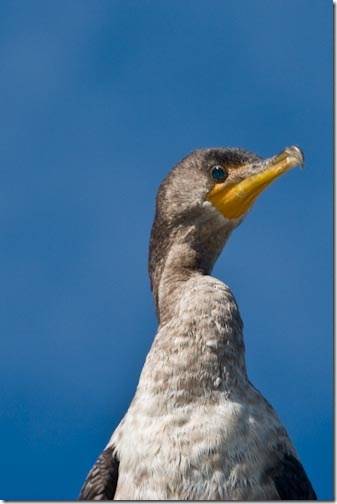 Cormorant-5 Cormorant-5