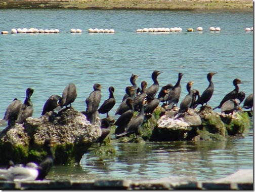 Cormorant-6
