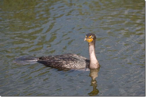 Cormorant-7