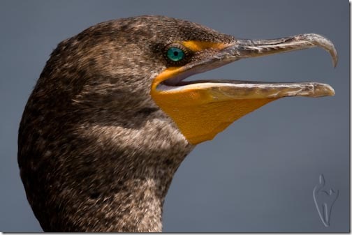 Cormorant-8