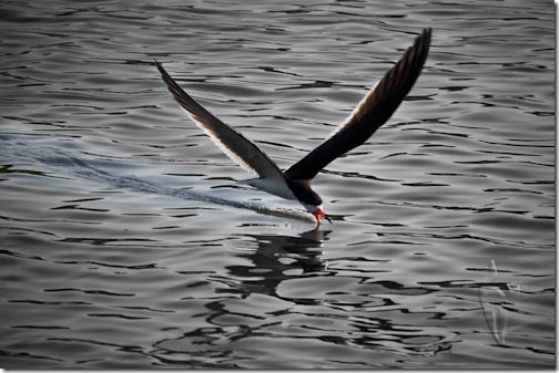 Skimmer-2