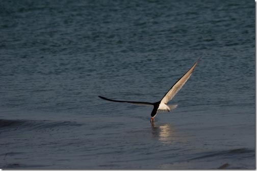 Skimmer-3