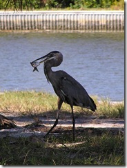 GBH-1