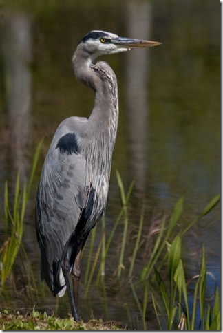 GBH-3