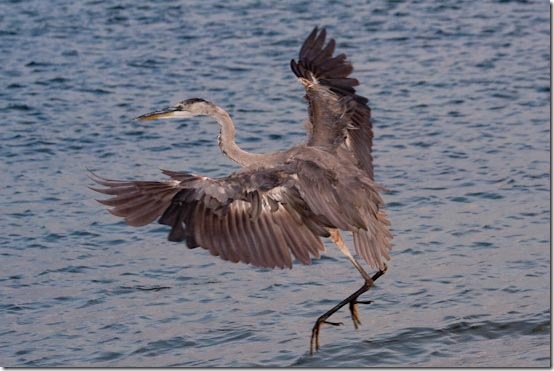 GBH-8