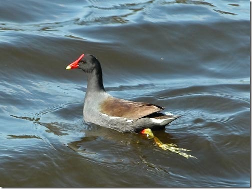 Gallinule-1