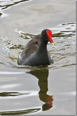 Gallinule-2