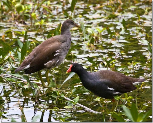 Gallinule-3
