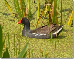 Gallinule-4