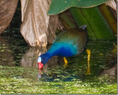 Gallinule-5