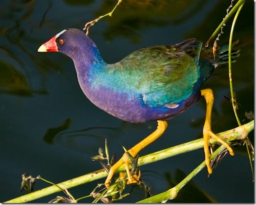 Gallinule-7