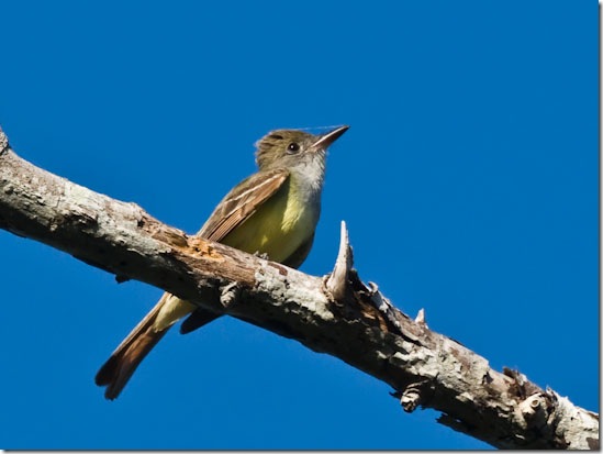 Great Crested Flycatcher 013