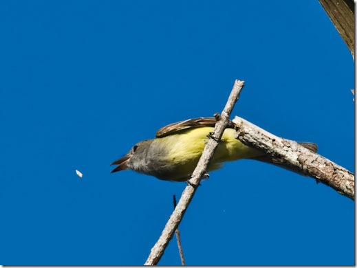 Great Crested Flycatcher 035