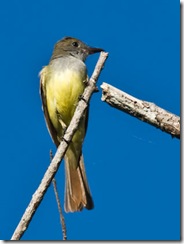 Great Crested Flycatcher 038