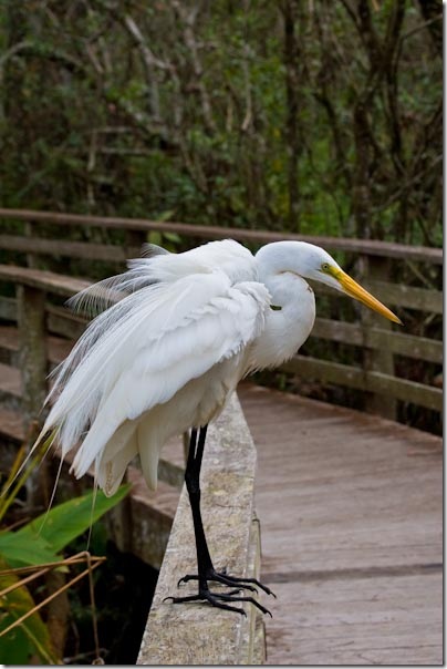 GreatEgret-1