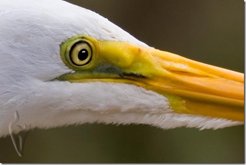 GreatEgret-2