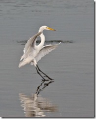 GreatEgret-3