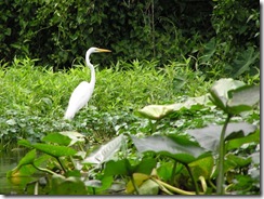 GreatEgret-4