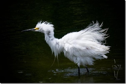SnowyEgret-1