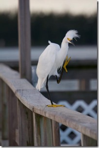 SnowyEgret-2