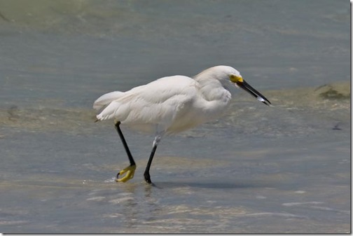SnowyEgret-3