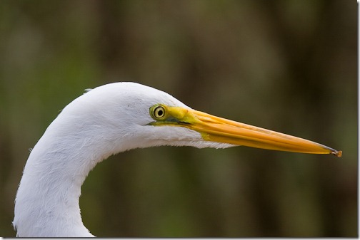 BirdRetouch-2