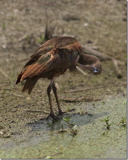 Ibis-10