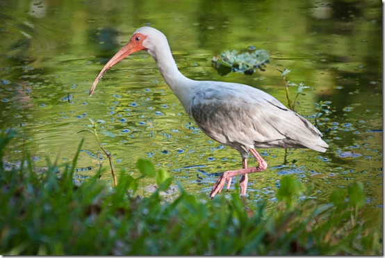 Ibis-12