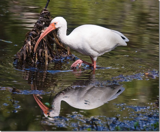 Ibis-2