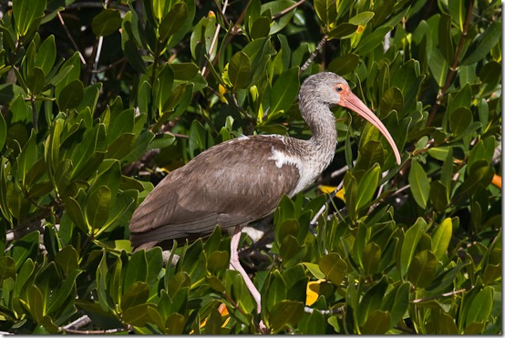 Ibis-3