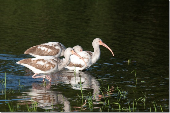 Ibis-4