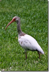 Ibis-5