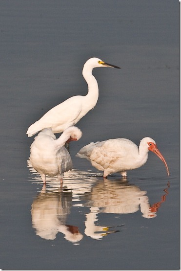 Ibis-9
