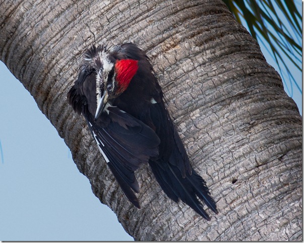 Pileated Woodpecker