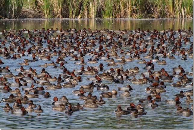 Redhead Convention