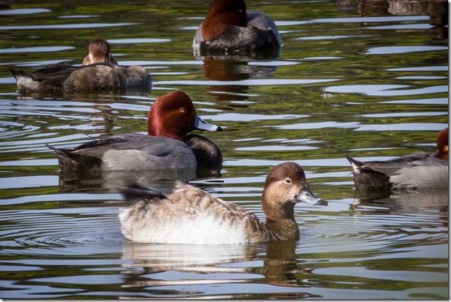 Redhead pair