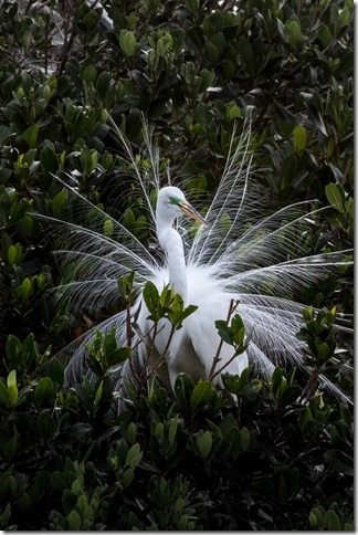 Great Egret Display