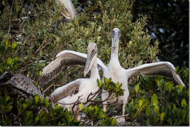 Brown Pelican Chicks