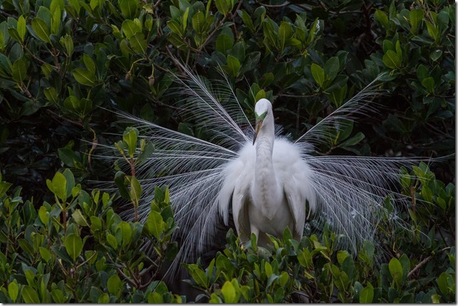 Great Egret Display