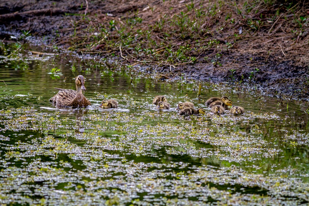 Ducklings1.jpg