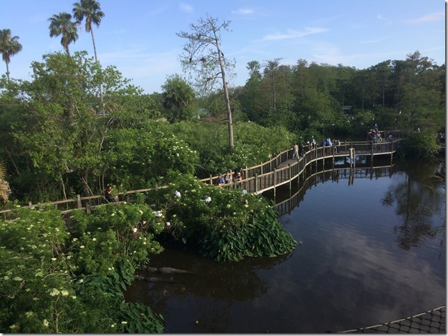 Gatorland Rookery 03